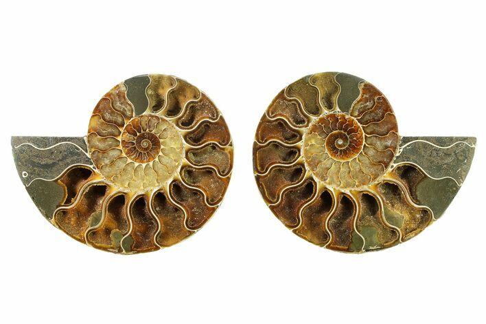 Cut & Polished, Crystal-Filled Ammonite Fossil - Madagascar #336672